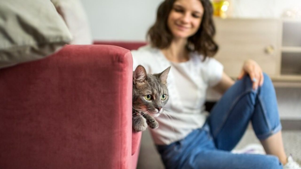 मांजरीने रस्ता ओलांडल्याने अशुभ होईल, असे मानले जाते. मात्र ही एक अंधश्रद्धा आहे. याला कोणताही वैज्ञानिक आधार नाही. मांजर हा एक शांत आणि प्रेमळ प्राणी आहे. त्यामुळे घरात सकारात्मक वातावरण निर्माण होऊ शकते.