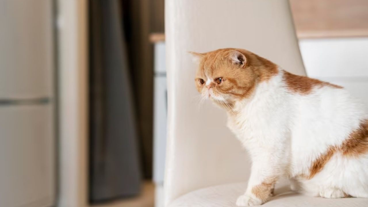 मांजर पाळण्याबद्दल वास्तुशास्त्रात काही शुभ आणि अशुभ संकेत देण्यात आले आहेत. तसेच या मागे धार्मिक कारणंही पाहायला मिळते.