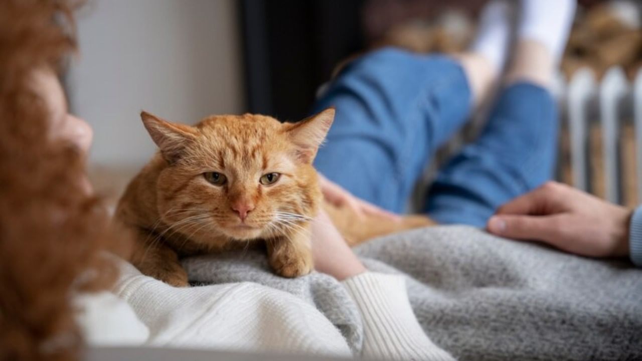 आपल्यापैकी अनेकांना घरी कुत्रा, मांजर पाळणं आवडते. काहीजण तर त्यांना घरातील सदस्य समजतात. हल्ली अनेकांच्या घरात मांजर पाळण्याचे प्रमाण वाढले आहे.