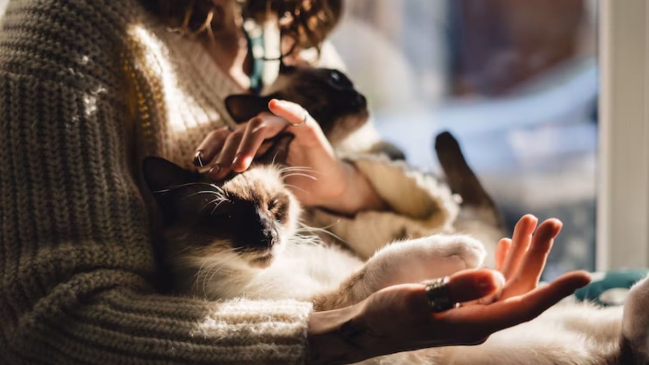 जर काळी मांजर घरात आली आणि अचानक रडायला लागली, तर यामुळे मोठे नुकसान होते.