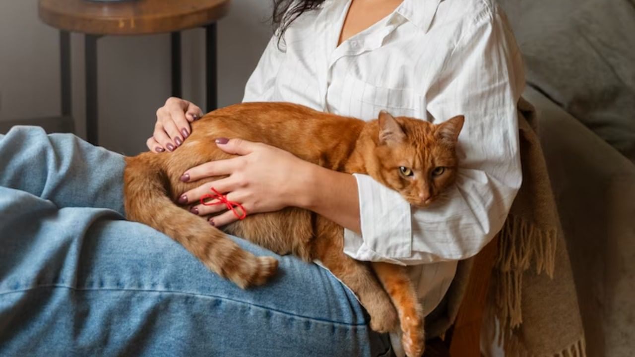 जर तुमच्या घरी अचानक सोनेरी रंगाची मांजर आली आली तर तुमच्या घरात सौभाग्य येते. भविष्यासाठी हे खूप शुभ मानले जाते. तसेच यामुळे आर्थिक लाभ मिळतो. सोनेरी रंगाच्या मांजरीमुळे अर्धवट राहिलेली कामे पूर्ण होतात.