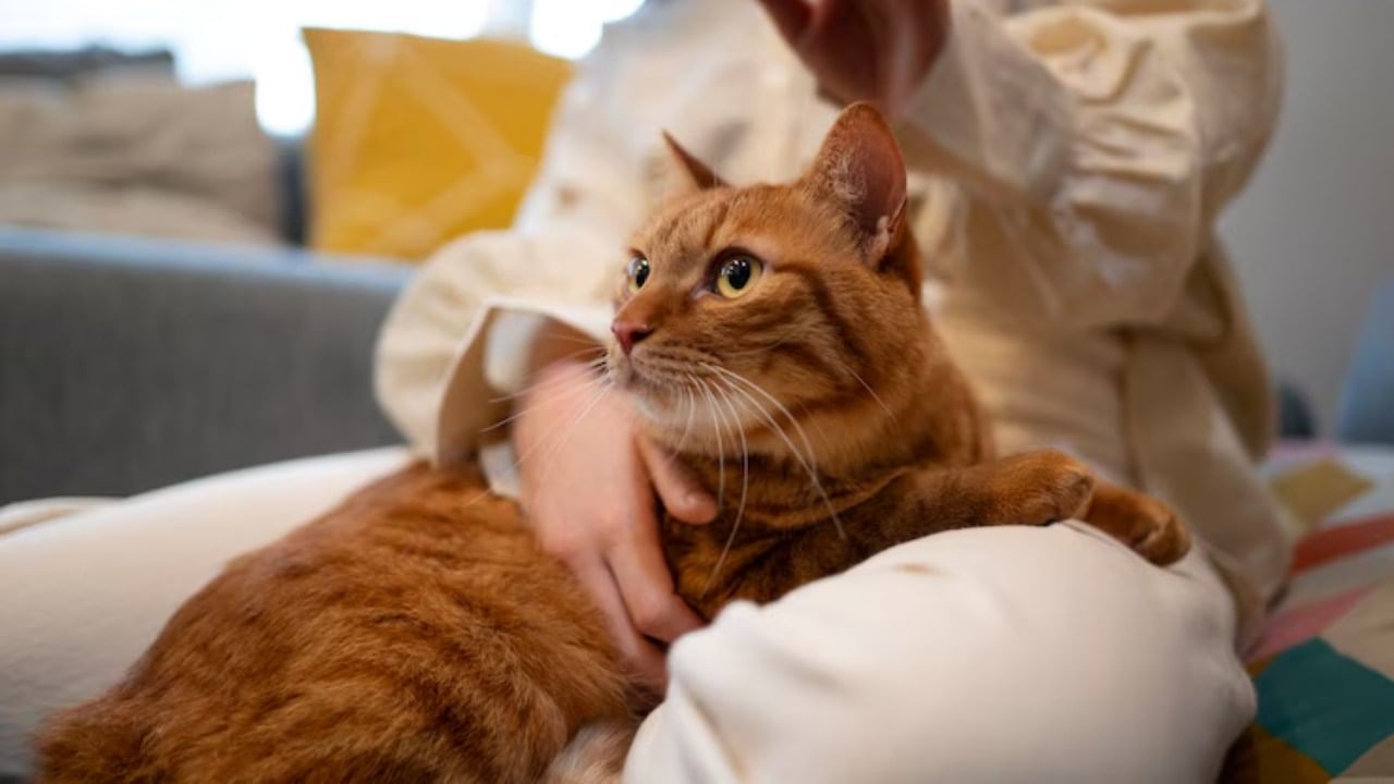 पण काहीवेळा मांजर पाळणे अशुभ मानले जाते. मांजरीमुळे घरातील राहूचा प्रभाव वाढू शकतो. त्यामुळे व्यक्तीच्या आयुष्यातील समस्यांची वाढ होते.