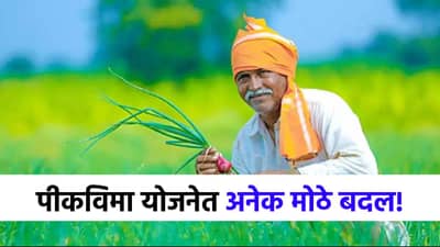 मंत्रिमंडळाचा मोठा निर्णय, राज्यात लवकरच सुधारित पीकविमा योजना, नेमकं काय बदलणार?