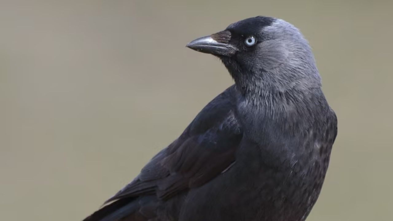 हिंदू वेद पुराणानुसार, जर सकाळी कावळा घराजवळ आला, तर त्याला खायला घालावे. त्यामुळे घरात कधीही पैशाची कमतरता भासत नाही. सकाळी कावळ्याला खायला दिल्याने पुण्य मिळते.