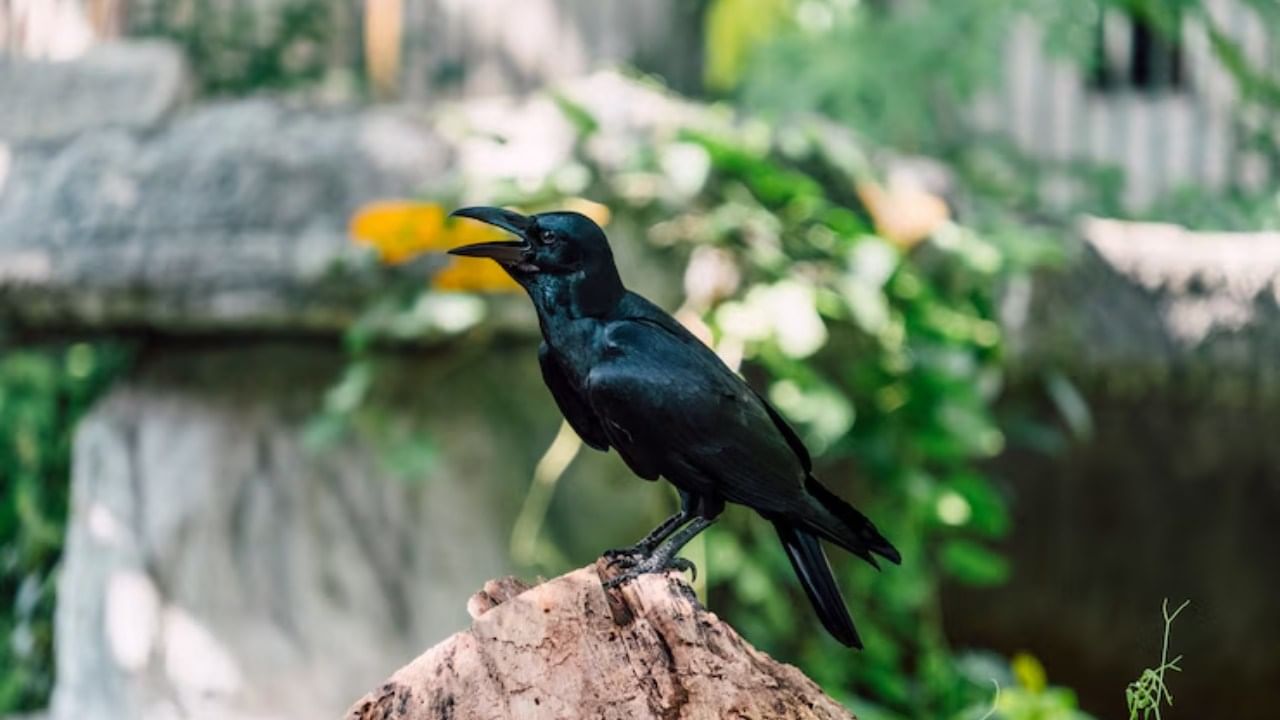 प्रवासाला जाताना कावळ्याला दही भाताचा नैवेद्य दाखवला. तो जर त्याने खाल्ला तर प्रवास सुखकर होतो.