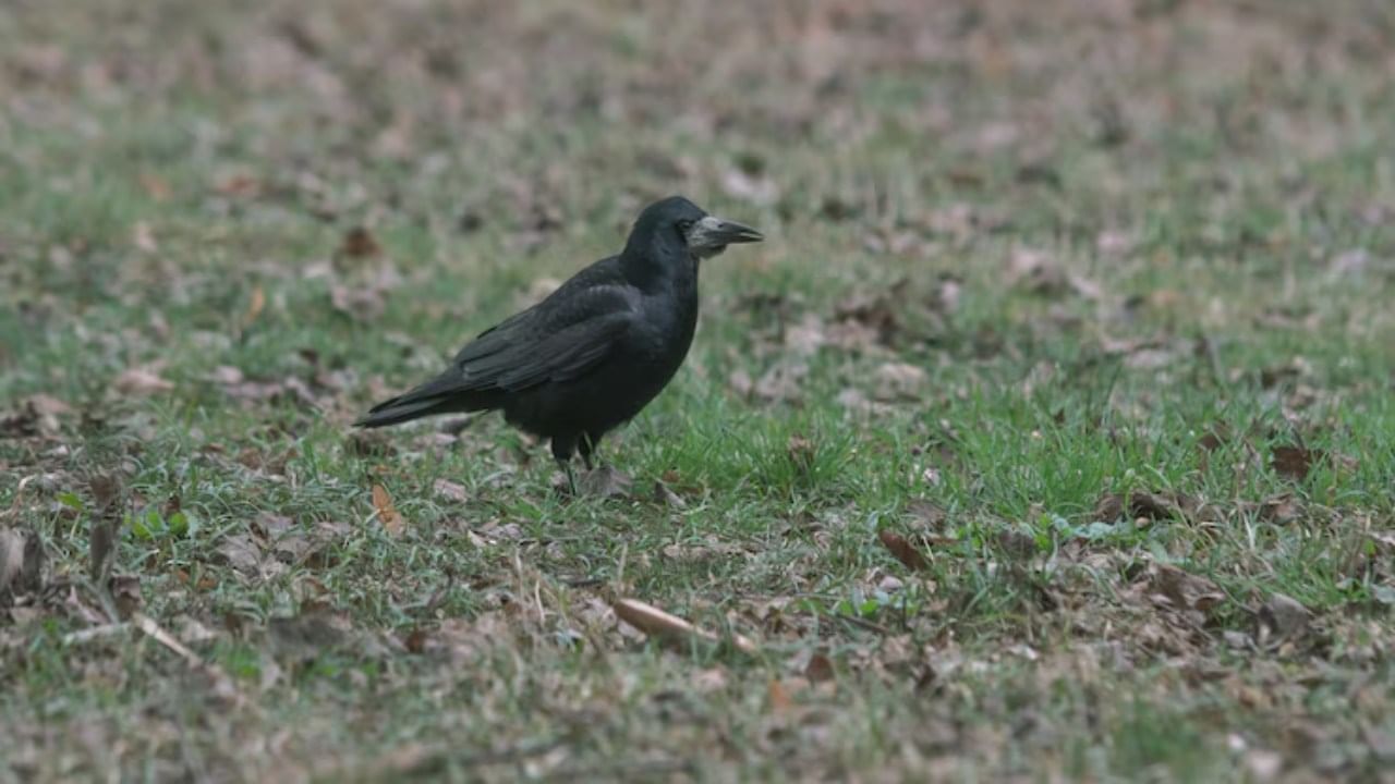 जर कावळा जमिनीवर चोच मारुन काही खायला शोधत असेल आणि तो तुमच्या दृष्टीस पडला तर तुम्हाला अचानक धनलाभ होण्याची शक्यता असते.