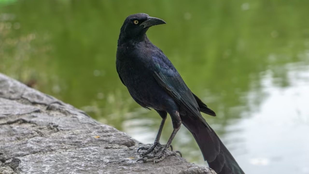 जर तुम्हाला कावळा पाणी पिताना दिसला तर, ते खूप शुभ मानले जाते. याचा अर्थ येत्या काळात तुम्हाला पैसा मिळणार आहे. तुम्हाला एखाद्या कामात मोठे यश मिळणार आहे.