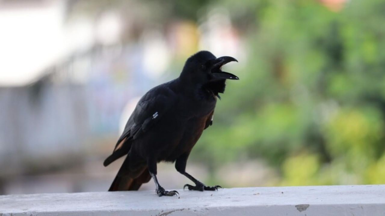 जर घराच्या खिडकीवर किंवा दाराबाहेर कावळा ओरडत असेल, तर घरी पाहुणे येण्याची शक्यता आहे. पण जर अनेक कावळे छतावर बसून कर्कश ओरडत असतील तर घरावर संकटं येणार आहे. या संकटापासून कावळे सावध करतात असा समज आहे.