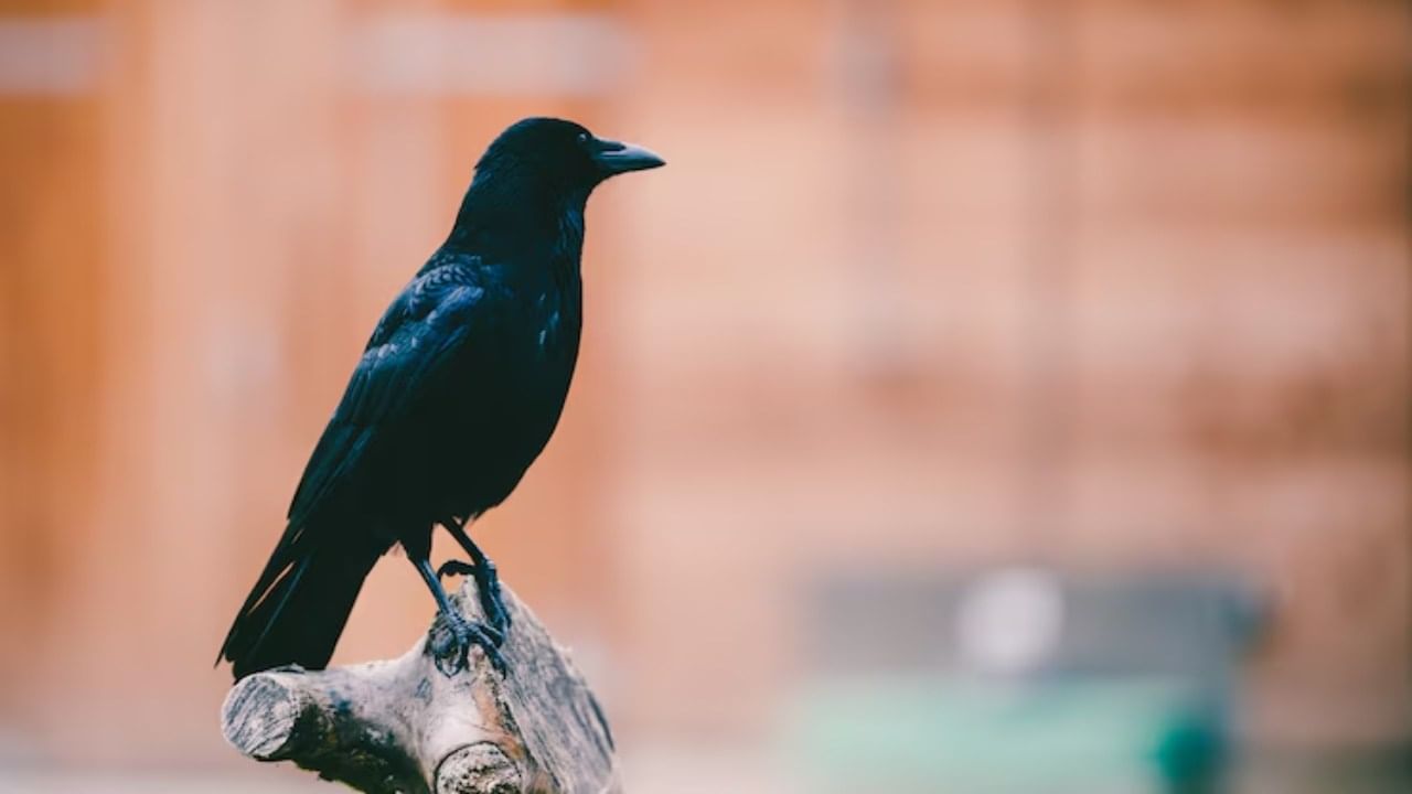 आज आम्ही तुम्हाला कावळ्यासंबंधीत रहस्य आणि त्याचे शुभ-अशुभ संकेत सांगत आहोत. हे जाणून घेतल्यावर कावळ्यांबद्दलचे तुमचे मत पूर्णपणे बदलेल.