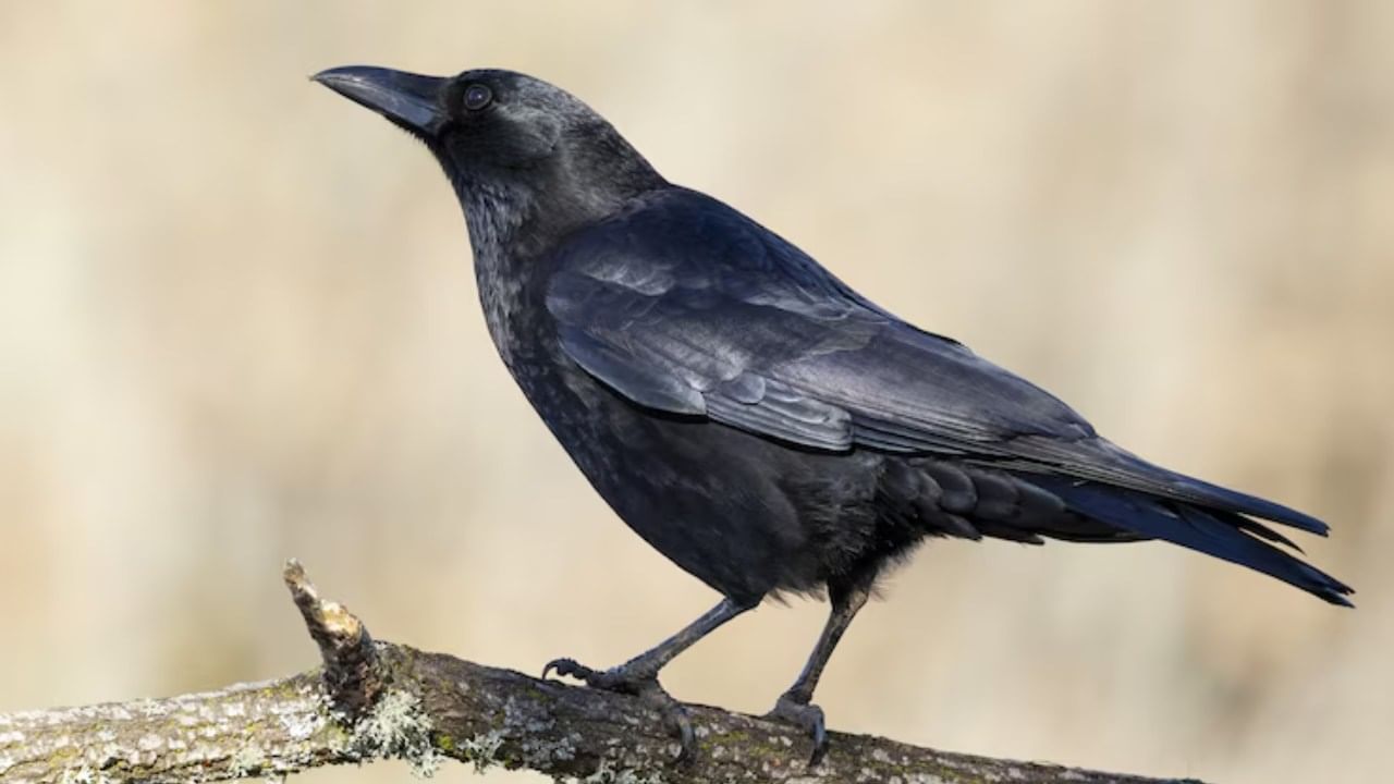 (डिस्क्लेमर : वरील माहिती उपलब्ध स्रोतावरून देण्यात आलेली आहे. याच्या तथ्यांबद्दल आम्ही कुठलाही दावा करीत नाही, तसेच अंधश्रद्धेला दुजोरा देत नाही)