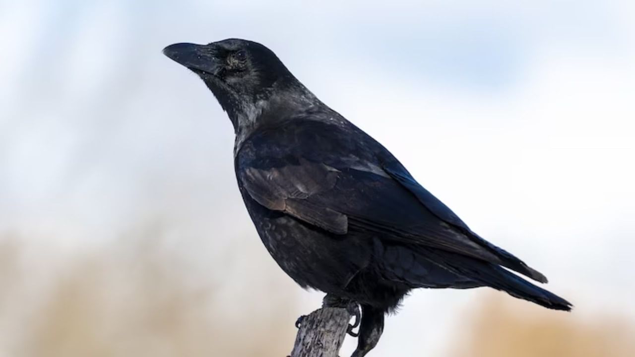 जर महिलांच्या डोक्यावरून अगदी जवळून कावळा गेला, तर लवकरच पाळी येणार असं म्हटलं जातं.