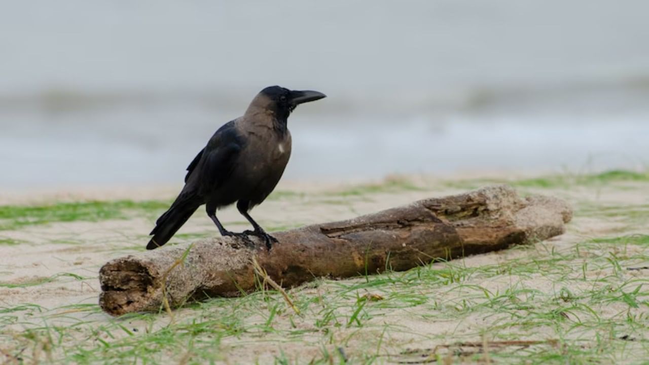पण कावळ्याबद्दल अनेक शुभ-अशुभ मान्यता देखील आहेत. ज्योतिषशास्त्रात कावळ्यासंबंधित अनेक रहस्य आणि त्याचे शुभ-अशुभ संकेत असतात. हे संकेत नक्की काय आहेत याबाबत आपण आज जाणून घेणार आहोत.