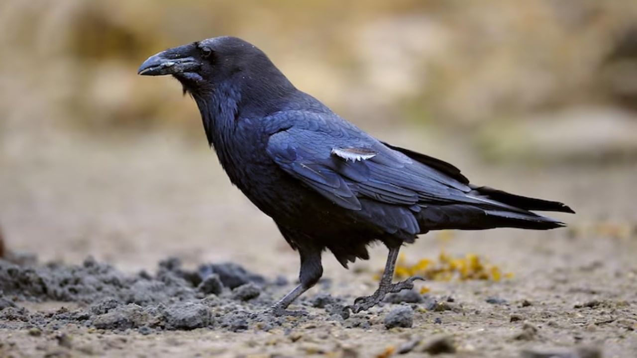 कावळ्याचा संबंध अनेकदा यमदेवतेशी अर्थात मृत्यूच्या देवतेशी जोडण्यात येतो. सकाळी उठल्यावर कावळा दिसणे अशुभ मानले जाते.