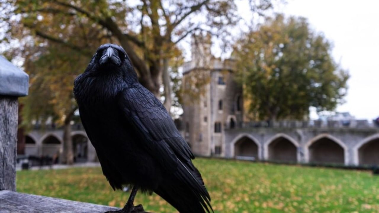 आपल्या घराबाहेर नेहमीच कावळ्यांची कावकाव पाहायला मिळते. घराबाहेर कावळ्याची जास्त कावकाव सुरु झाली की पाहुणे येणार असे म्हटले जाते. आपल्याकडे कावळ्याला अनन्यसाधारण महत्त्व देण्यात आले आहे.