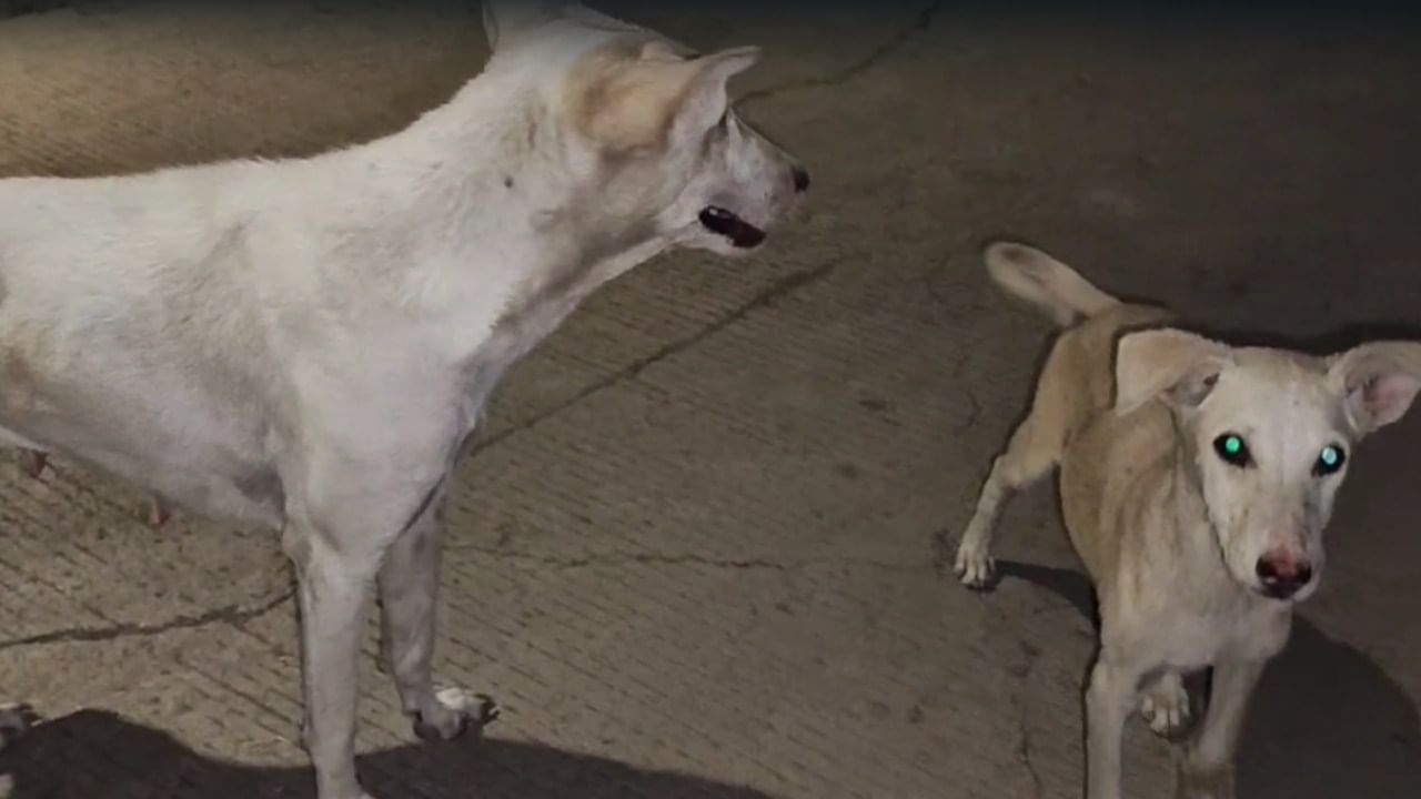 अकोल्यात क्रूरतेचा कळस, कुत्रे सतत भुंकतात म्हणून विषारी औषध दिले, 25 कुत्र्यांचा मृत्यू