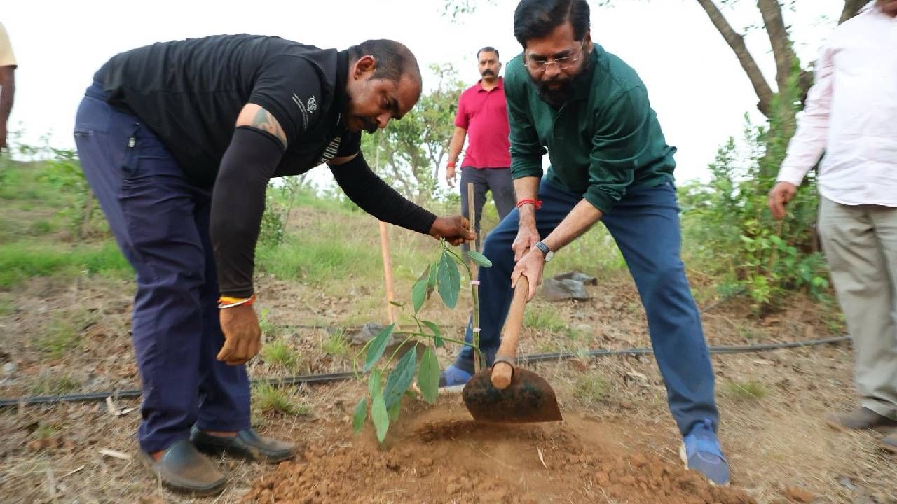 बांबू लावल्यावर ‘या’ परदेशी फळाची लागवड, एकनाथ शिंदे यांची शेती पाहिली का?