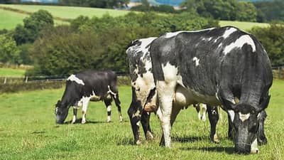 49 देशांपेक्षा मोठी शेती, फक्त 11 शेतमजूर काम करतात