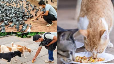 सावधान! कबुतर, कुत्री, मांजर यांना खाऊ घालणाऱ्यांनी ही बातमी नक्की वाचा