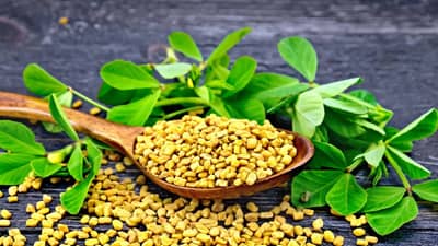 fenugreek seeds disadvantages: मेथीचे सेवन कोणी करू नये? जाणून घ्या आरोग्य तज्ञांचे मत...