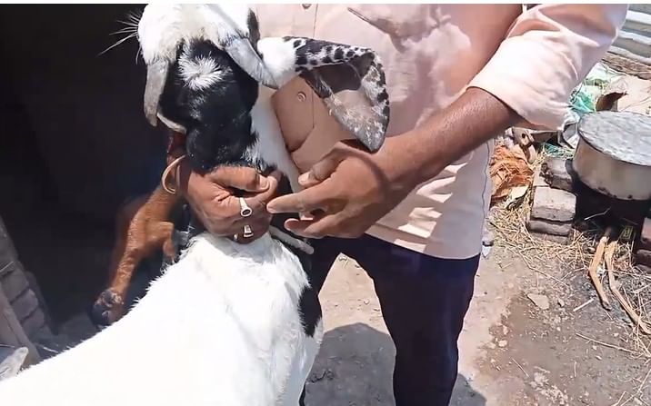 ज्या बकऱ्याच्या अंगावर चंद्रकोर किंवा अल्लाह, मोहम्मद किंवा 786 असे काहीतरी विशेष चिन्हं असते. त्यांना बकरी ईदच्या काळात जास्त मागणी असते.