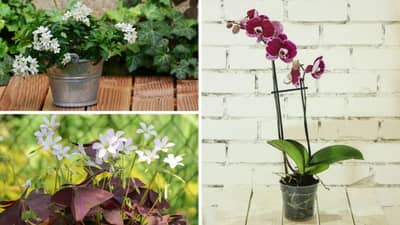 उन्हाळ्यात घरात लावा ही फुलांची रोपे, प्रत्येक कोपरा ताजेपणाने भरून जाईल