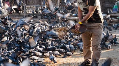 Dadar Kabutar khana : कबुतरांना धान्य, दाणे टाकण्याचा मोह आवरा, नाहीतर पडणार महागात, BMC चा निर्णय काय?
