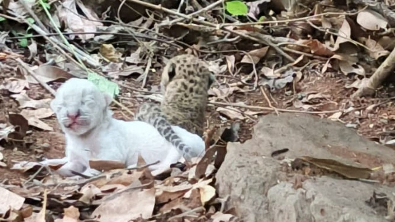 बिबट्याचे पिल्लू 'ल्युकिस्टिक' आहे की 'अल्बिनो' म्हणजे त्वचेचे रंगद्रव्य (मेलेनिन) कमी होण्याचा प्रकाराचा अद्याप उलगडा झालेला नाही. कारण या पिल्लाचे डोळे अजूनही उघडलेले नाही. मात्र, महाराष्ट्रात प्रथमच बिबट्याचे पांढऱ्या रंगाचे पिल्लू आढळून आले आहे. 