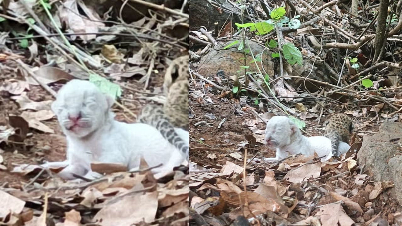 रत्नागिरी जिल्ह्यातील संगमेश्वर तालुक्यातील दाभोळे गावात काजू लागवडीसाठी झाडे तोडण्याचे काम सुरू होते. सकाळी झाडे तोडण्याच्या कामाला सुरुवात केल्यानंतर मजुरांना बिबट्याची दोन पिल्ले दिसली. त्यातील एक पिल्लू नियमित रंगाचे तर दुसरे पिल्लू पूर्णपणे पांढऱ्या रंगाचे होते. 