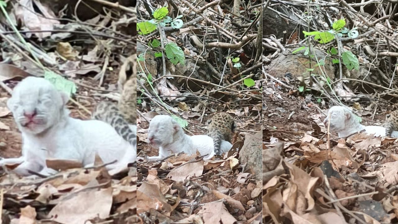 बिबट्याच्या पिल्लांचे डोळे देखील उघडलेले नव्हते. मजुरांनी लागलीच या पिल्लांची छायाचित्र टिपली. मात्र, त्याचवेळी जवळपास असणाऱ्या त्या पिल्लाच्या मादीने त्यांच्यावर हल्ला चढवला. त्यामुळे घाबरलेली मंडळी तिथून दूर पळाली. 