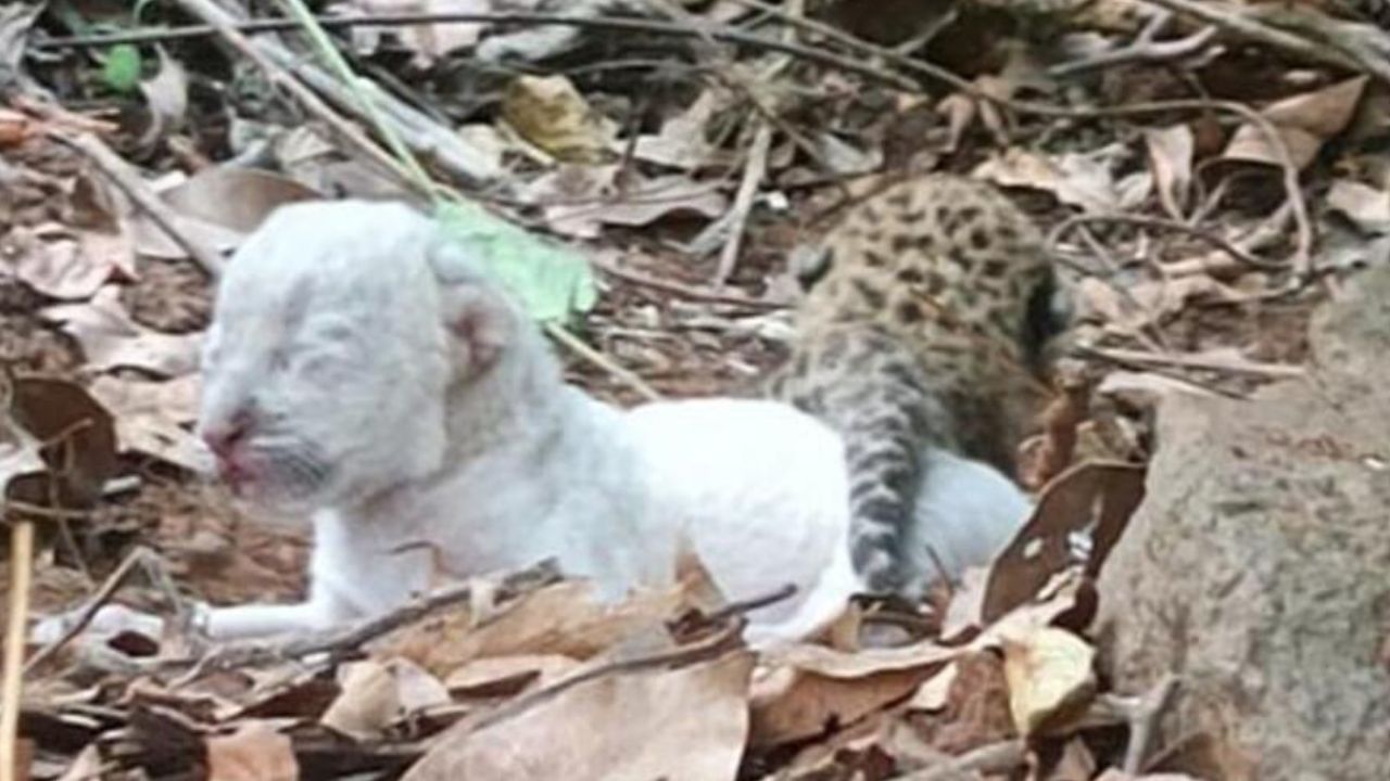 बिबट्यांच्या पिल्ल्याची माहिती मजुरांनी रत्नागिरी वन विभागाला उशिराने कळवली. त्यानंतर वन विभागाची टीम घटनास्थळी दाखल झाली. परंतु तोपर्यंत बिबट्याच्या त्या मादीने पिल्लांना दुसऱ्या ठिकाणी हलवले होते.