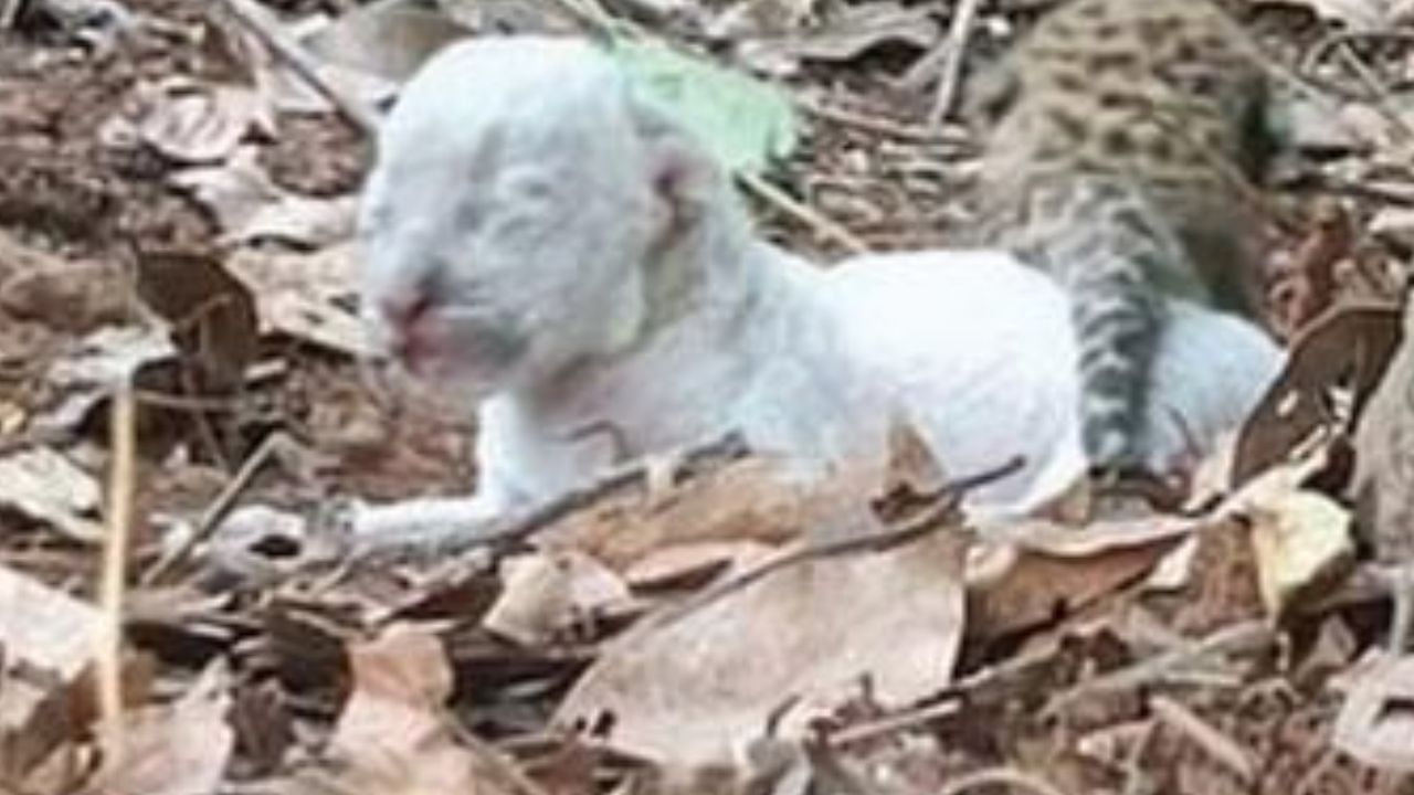 बिबट्याच्या पिल्ल्यास हा पांढरा रंग जेनेटिक म्युटेशनमुळे होतात. गुणसूत्रांमधील झालेले हे बदल बिबट्याची वागणूक किंवा त्याची कार्य करण्याची क्षमता देखील बदलू शकते. यामुळे वन्यजीवांच्या नेहमीच्या रंगापेक्षा वेगळा रंगही येतो.