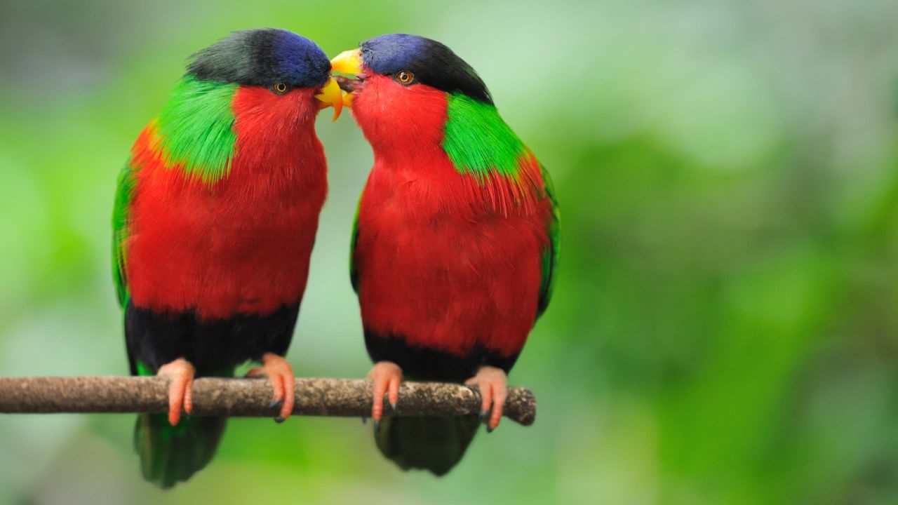 अनेकांना घरी विविध प्राणी पक्षी पाळण्याची सवय असते. काही जण घरात कुत्रा, मांजर, पोपट, मासे यांसह विविध प्राणी पक्षी पाळतात.