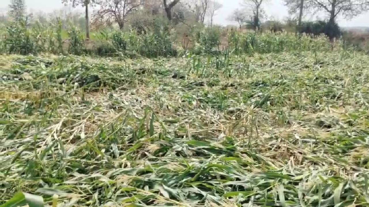 तातडीने पंचनामे करून नुकसान भरपाईची कार्यवाही करण्यात यावी. अन्यथा कर्जाच्या बोज्याखाली दबलेला शेतकरी आत्महत्येकडे वळण्याची शक्यता आहे, याची गांभीर्याने दखल घ्यावी, अशी मागणी शेतकऱ्यांकडून कृषी विभाग आणि प्रशासनाकडे केली जात आहे. 