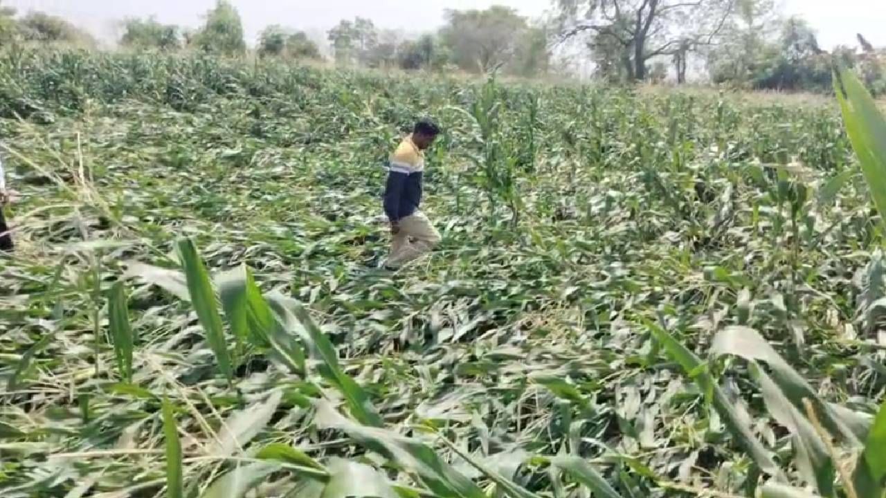 राज्यातील अनेक भागात पीक जमीनदोस्त झालं आहे. त्यामुळे शेतकऱ्यांना काय करावं आणि काय नाही? असा प्रश्न पडला आहे. सरकारकडूनही नुकसान भरपाईबाबतचा चकार शब्द काडला जात नाहीये, त्यामुळे बळीराजाला वाली कोण? असा सवाल उपस्थित होत आहे. 