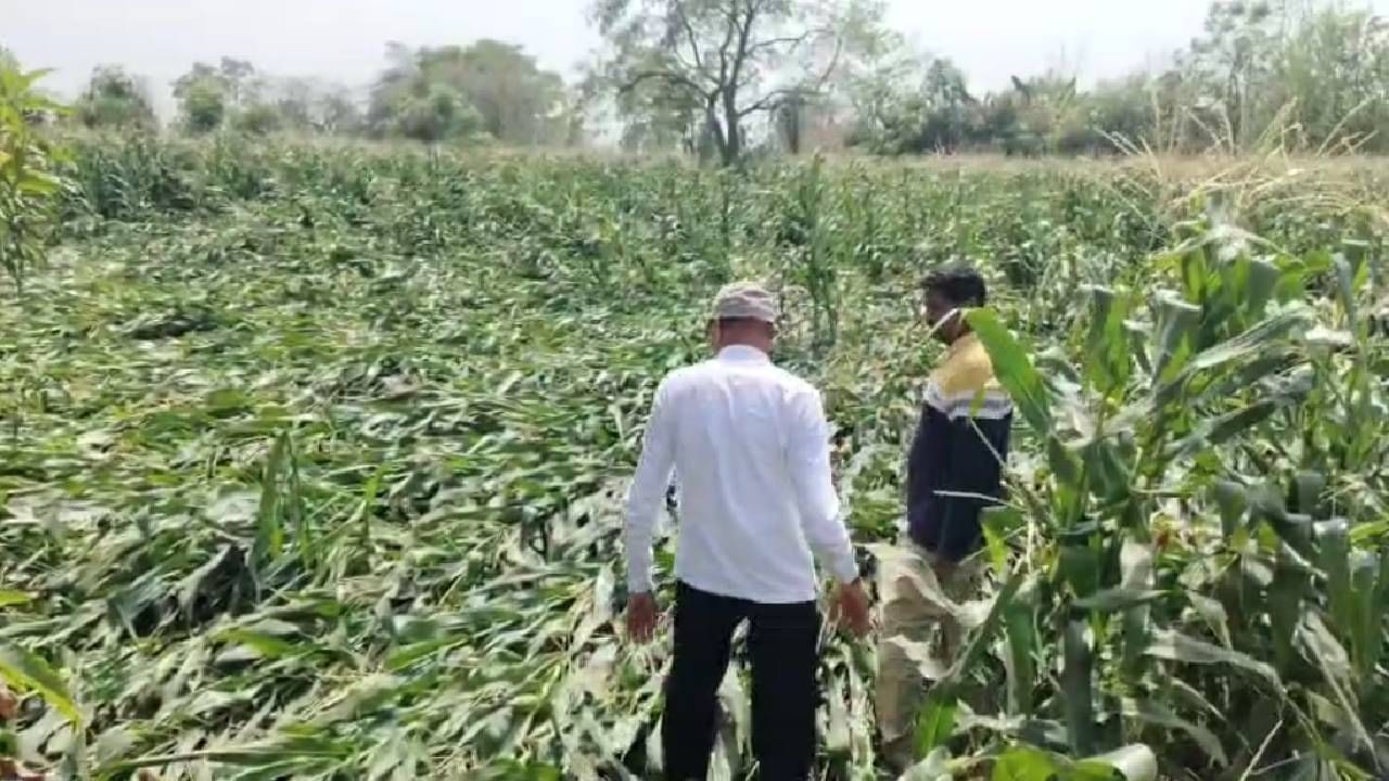 पावसाळा सुरू होण्यासााठी अजून दोन महिने बाकी आहेत. मात्र, त्यापूर्वीच हवामानात मोठा बदल झाला आहे. राज्यात वादळी वाऱ्यासह अनेक ठिकाणी अवकाळी पावसाने जोरदार हजेरी लावली आहे. त्यामुळे शेतकरी हवालदिल झाला आहे.