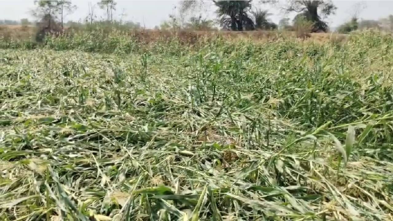 गोंदिया जिल्ह्यातील अर्जुनी मोरगाव तालुक्यातील शेतकऱ्यांनी यंदा लोडशेडिंग आणि पाण्याची टंचाई लक्षात घेता शेतकऱ्यांनी वेगळा प्रयोग केला. कमी पाण्यावर चांगले उत्पादन देणाऱ्या मका पिकांची तालुक्यात 2300 हेक्टर क्षेत्रात लागवड करण्यात आली होती. 