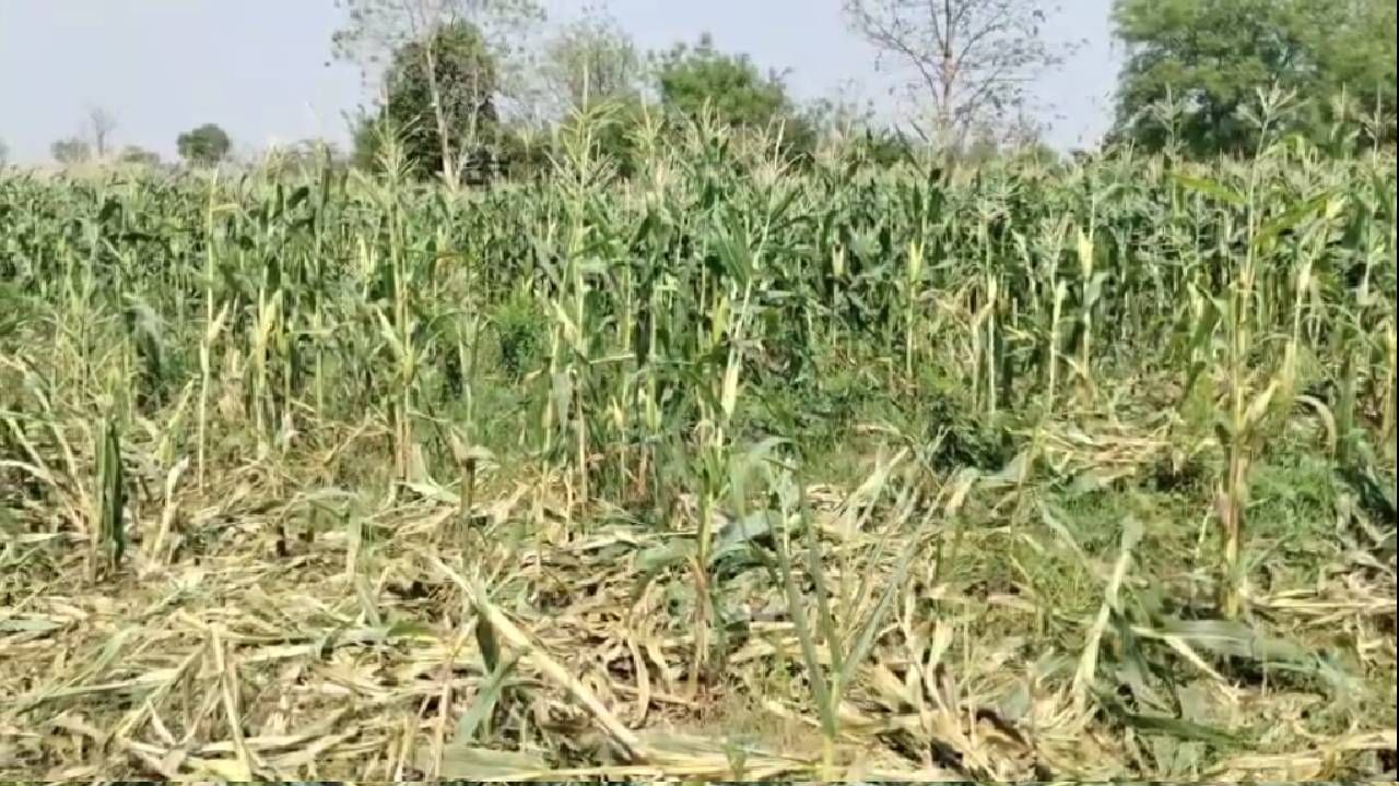 पावसाने अचानक हजेरी लावल्याने अनेक ठिकाणी उकाड्यातून नागरिकांची सुटका झाली आहे. पण शेतकरी मात्र रडकुंडीला आलं आहे. हातातोंडाशी आलेलं पीक पावसामुळे वाया गेलं आहे. त्यामुळे शेतकऱ्यांचं मोठं नुकसान झालं आहे. 