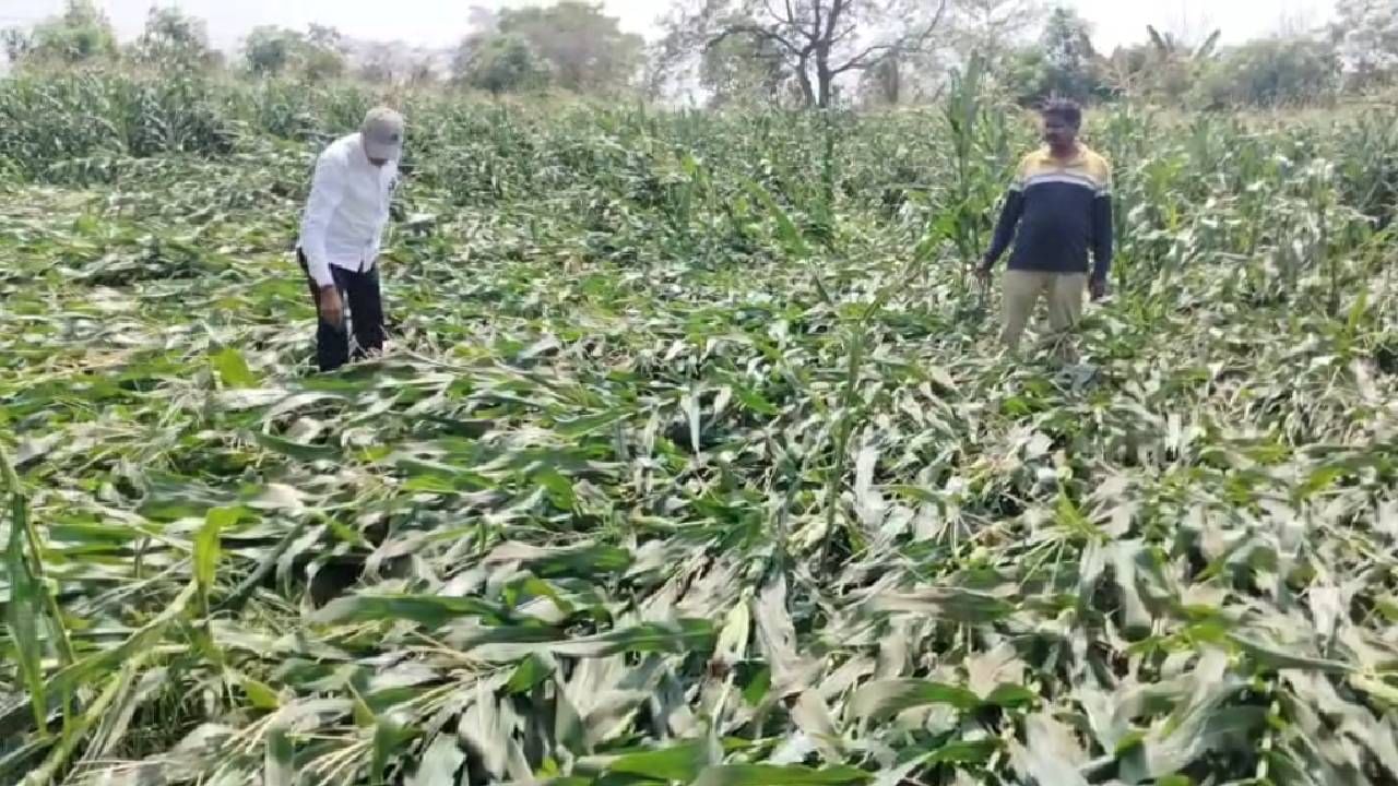 मात्र, काल आणि आज आलेल्या वादळी वाऱ्यांमुळे तालुक्यातील 50 टक्के मका पीक जमीनदोस्त झाले असून शेतकऱ्यांचे लाखो रुपयांचे नुकसान झाले आहे. या आपत्तीमुळे तालुक्यातील अनेक शेतकरी आर्थिक संकटात सापडले आहेत. 