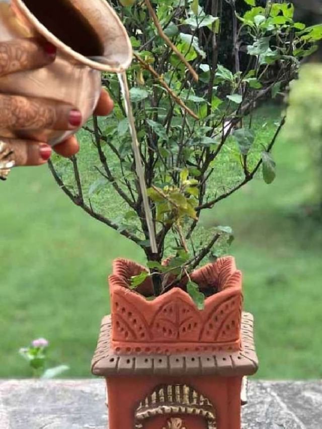 तुळशीला चंदनाचे पाणी अर्पण केल्याने काय होते?