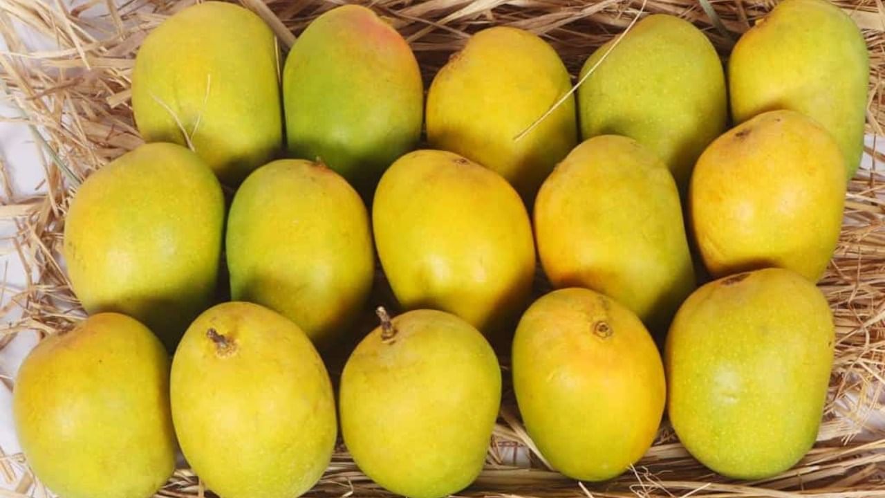 उन्हाळा सुरु झाला की सर्व खवय्यांना पहिली गोष्ट आठवते ती म्हणजे आंबा. सर्व फळांचा राजा असलेला आंब्याची चव वर्षातून एकदाच चाखता येतो. एप्रिल, मे महिना उजाडताच बाजारात आंब्यांची रेलचेल सुरू होते. गोड, आंबट, रसाळ आंबे खायला प्रत्येकाला आवडतात.