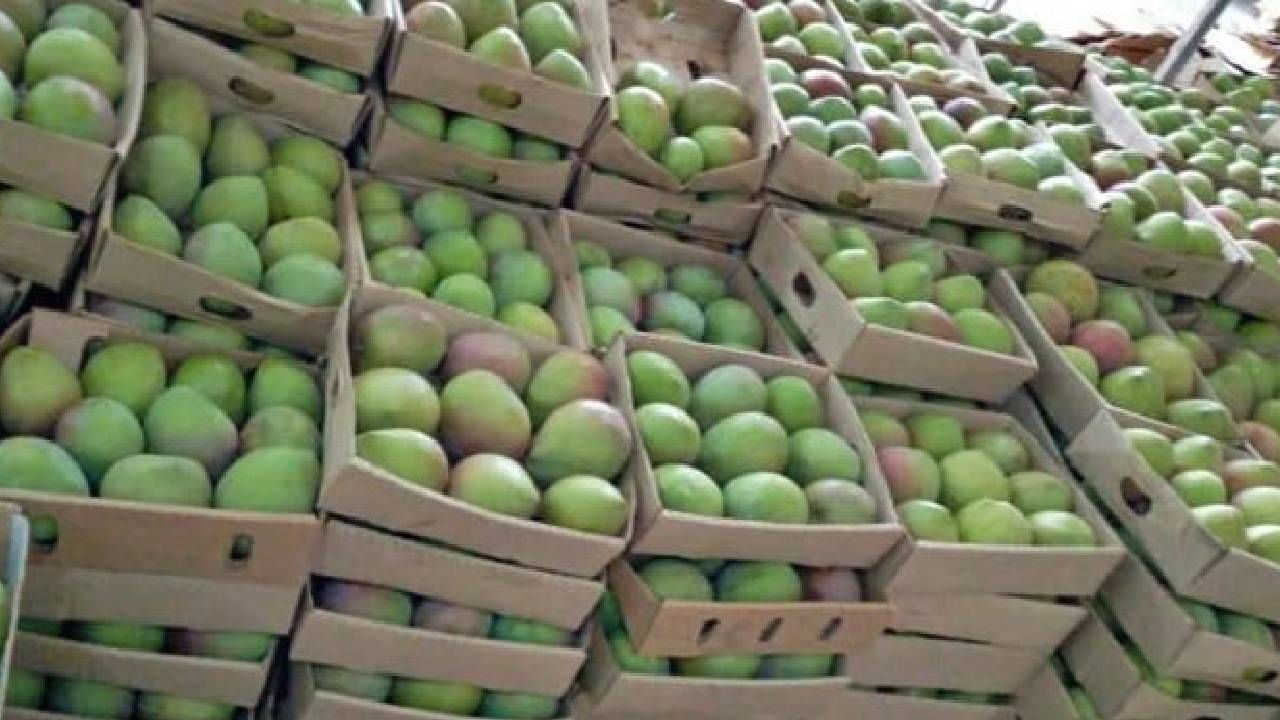फक्त आंबेच नाही तर बाजारात मिळणाऱ्या कोणत्याही फळांना पिकवण्यासाठी या कॅल्शियम कार्बाइडच्या पुडीचा वापर केला जातो.