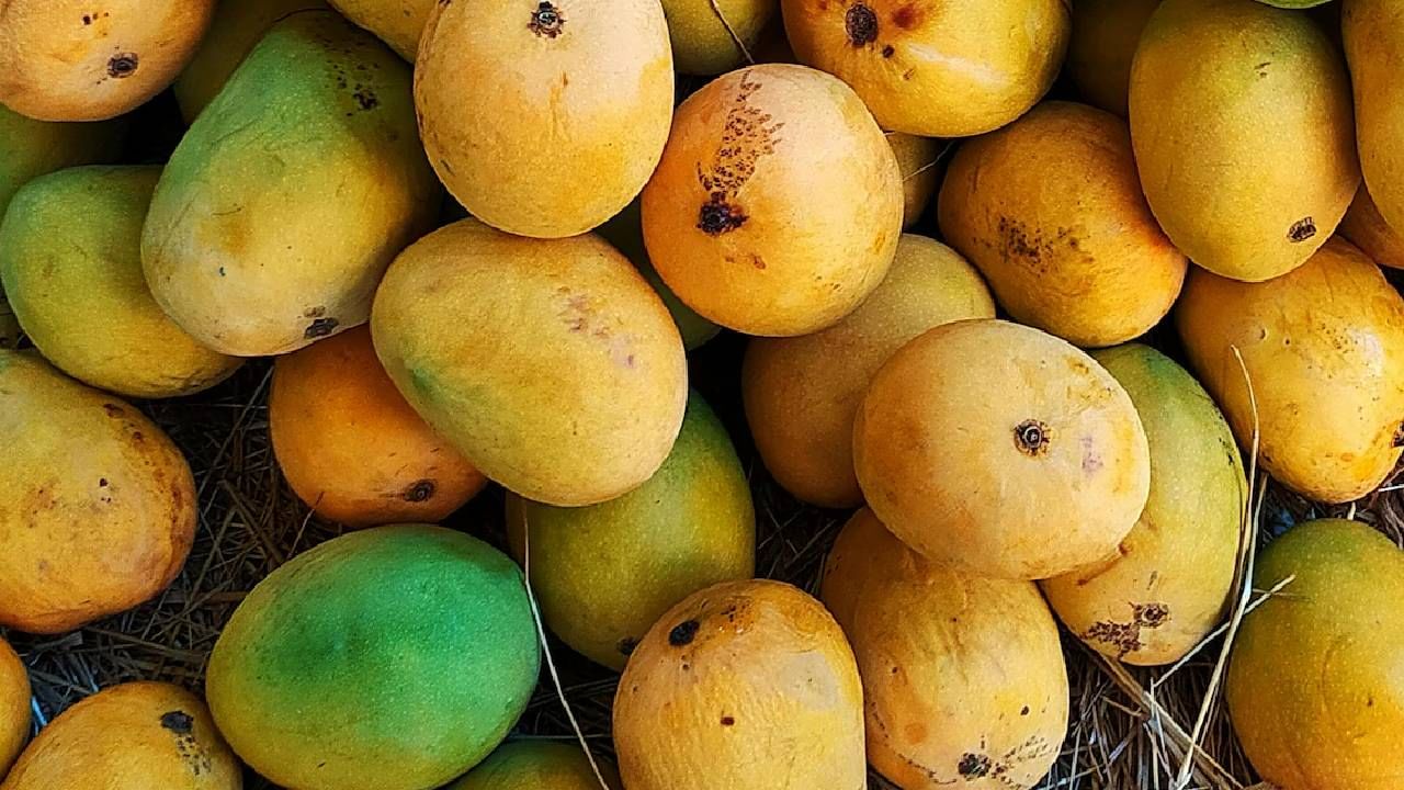 फळांचा राजा आंबा प्रत्येकालाच खूप आवडतो. उन्हाळ्यात आंबे कधी बाजारात येतायत आणि कधी त्यांचा आस्वाद घेतोय, याची प्रतीक्षा अनेकांना असते. आंब्यांच्या अनेक पेट्या या सिझनमध्ये विकल्या जातात. परंतु पेटी खरेदी करताना त्यात असणाऱ्या एका छोट्याशा पुडीकडे कधी तुमचं लक्ष वेधलं गेलंय का?
