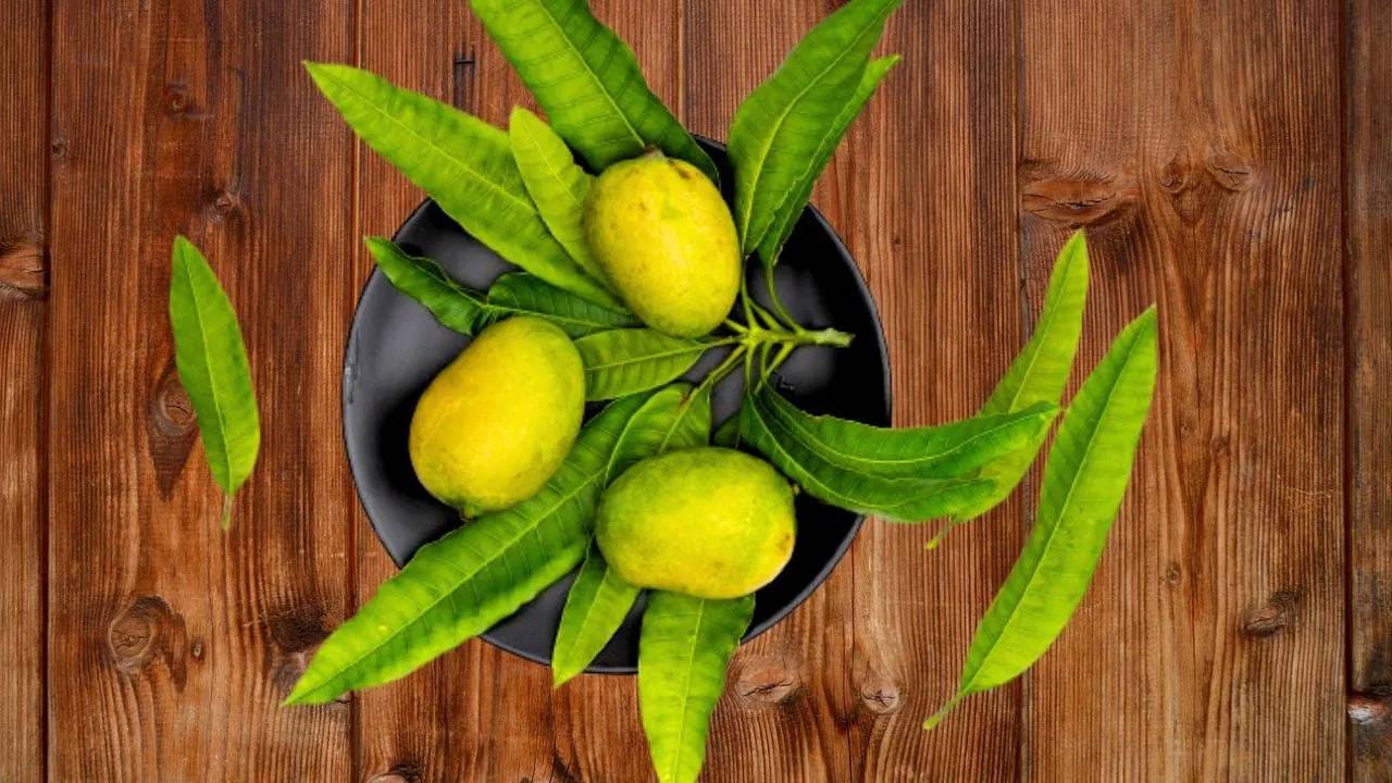 आंबे खरेदी करताय? तर 'या' 5 ट्रिक्स करा फॉलो, नाहीतर कॅमिकलयुक्त आंबा कराल खरेदी आंबे खरेदी करताय? तर 'या' 5 ट्रिक्स करा फॉलो, नाहीतर कॅमिकलयुक्त आंबा कराल खरेदी