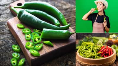benefits green chillies: हिरवी मिरची नाही, गुणांचा खजिना म्हणा साहेब..! फायदे जाणून अश्चर्यचकित व्हाल