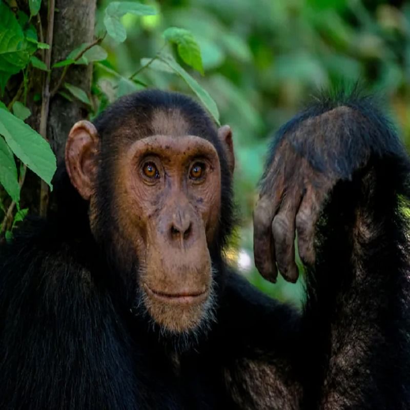  चिंपांझींनाही मासिक पाळी येते. पण त्यांचे मासिक चक्र हे इतरांपेक्षा थोडं वेगळं असतं. काहींसाठी ते 28 दिवस असतं तर काहींसाठी 45 दिवस. रिपोर्टनुसार, आश्चर्यकारक गोष्ट म्हणजे मादी चिंपांझींना सुमारे 60 वर्षांच्या वयापर्यंत मासिक पाळी येते.