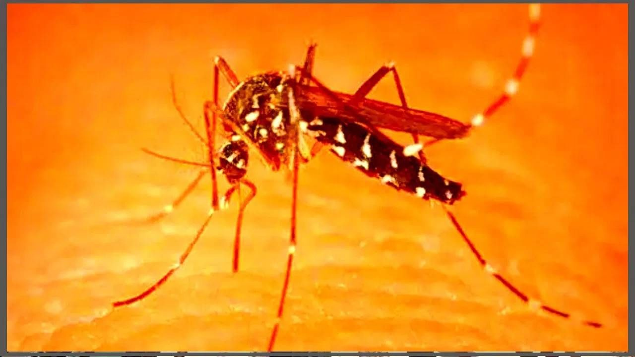 कापूर लावा - मच्छरांना घरातून हाकलून लावायचे असेल तर घरात कापूर लावावा. कापूर लावून थोड्या वेळासाठी खोली बंद करून टेवावी. तसे केल्यास मच्छर येणार नाहीत. 