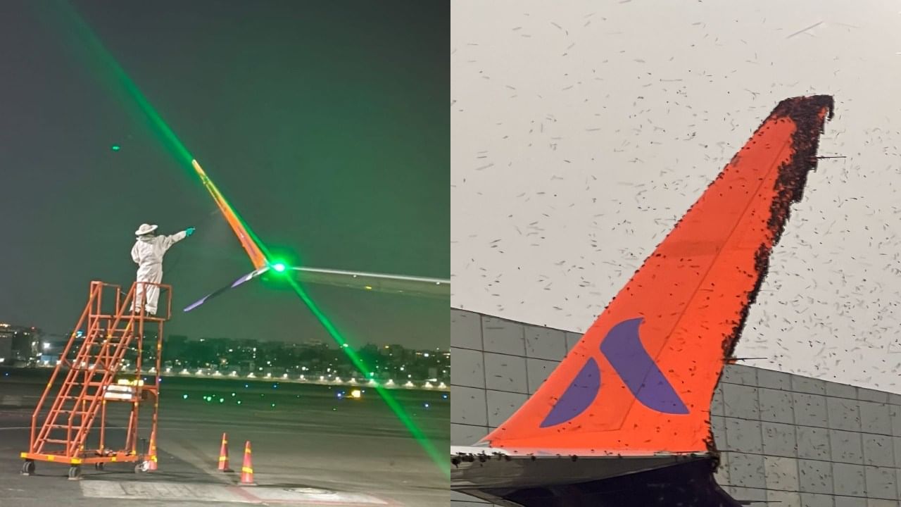 मोठी बातमी! मुंबईहून दिल्लीला जाणाऱ्या विमानावर मधमाश्यांचा हल्ला, वेळापत्रक विस्कळीत