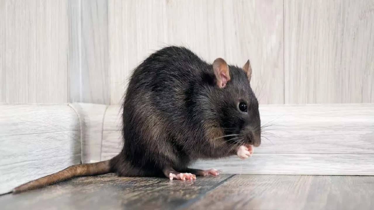 घराच्या आजूबाजूला लसूण लावल्यास तुमच्या घरातील उंदीर नाहीसे होऊ शकतात. लसून लावल्यास तुम्ही त्याचा स्वयंपाकातही उपयोग करू शकता. तसेच उंदरीही पळून जाऊ शकतात.