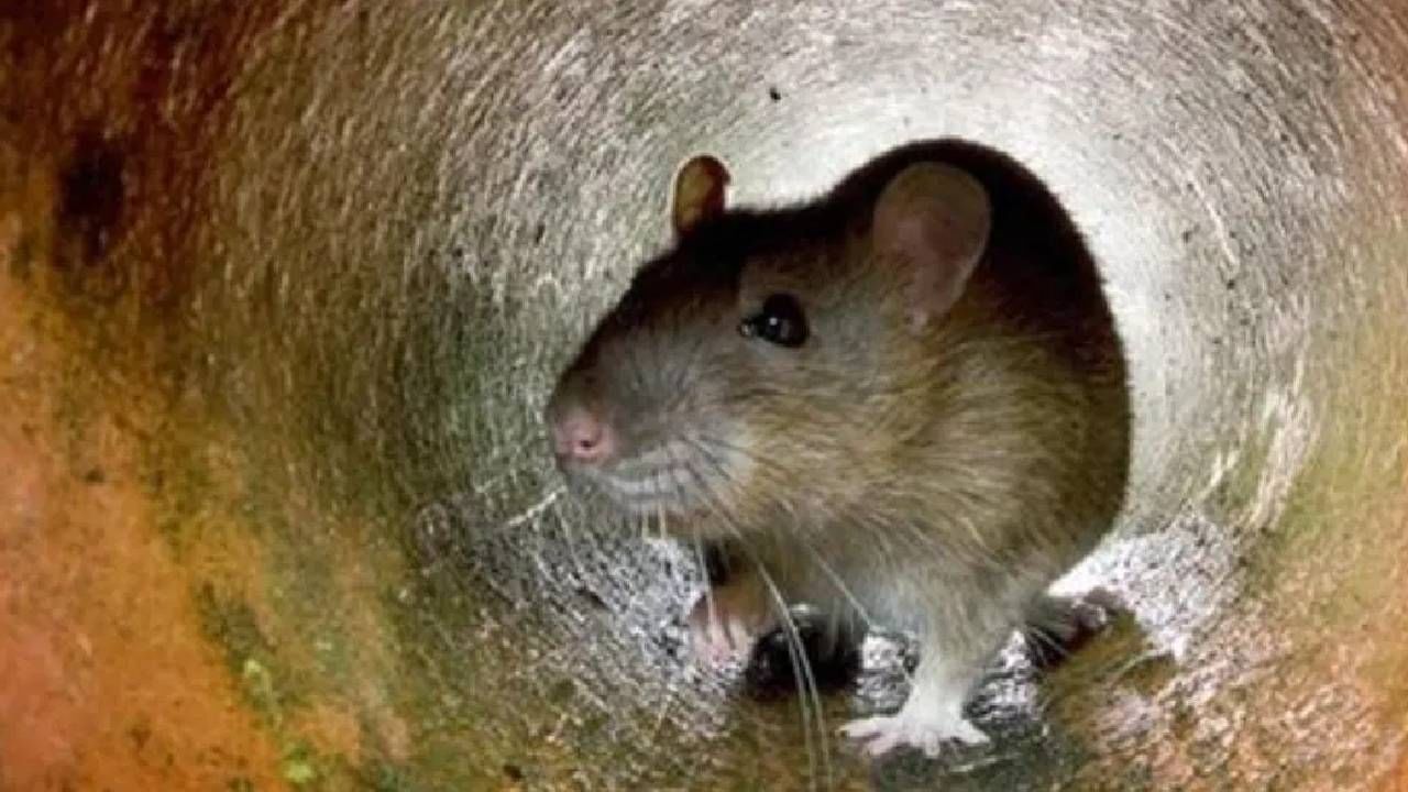 उंदीर हा असा प्राणी आहे, जो एकदा घरात घुसला की अनेक मौल्यवान वस्तू तो कुरतडून टाकतो. विशेष म्हणजे उंदीर एकदा घुसला की त्याला घरातून बाहेर काढणे फारच मुश्कील होऊन जाते. पण अशी काही झाडे आहेत, ज्यांच्यामुळे तुमच्या घरातील उंदीर बाहेर पळून जाऊ शकतो. खरं म्हणजे उंदराला ही झाडे आवडत नाहीत. त्यामुळे घरात ही झाडे लावल्यास तुमच्या घरातील उंदीर पळून जाऊ शकतात.