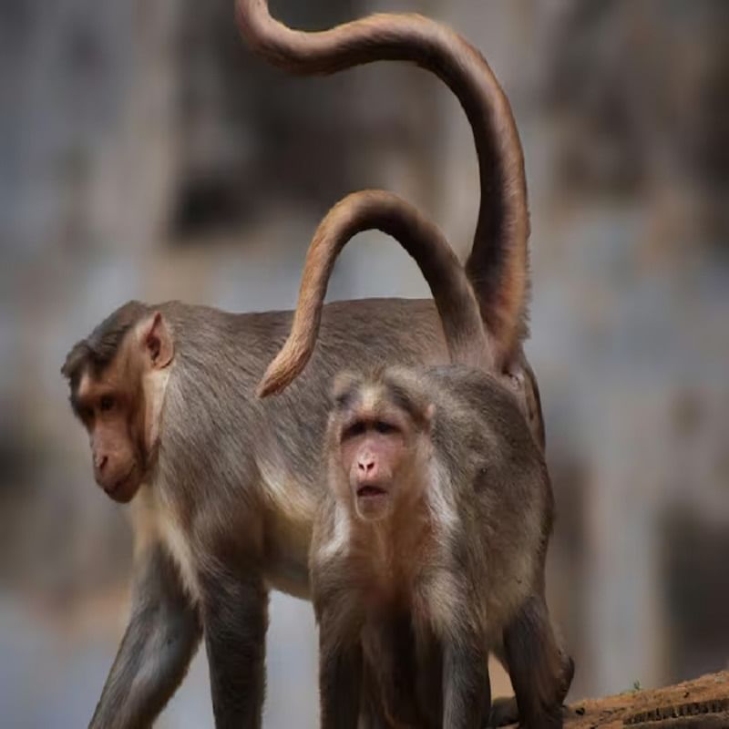  रीसस मकाक : जे पश्चिम आशियात आढळतात. मादी रीसस माकडांनाही मासिक पाळी येते. वैज्ञानिक संशोधनानुसार, त्यांचे मासिक पाळीचे चक्र सरासरी 28 दिवसांचे असते, जे मानवी जीवशास्त्रासारखेच असते.